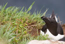 Razorbill